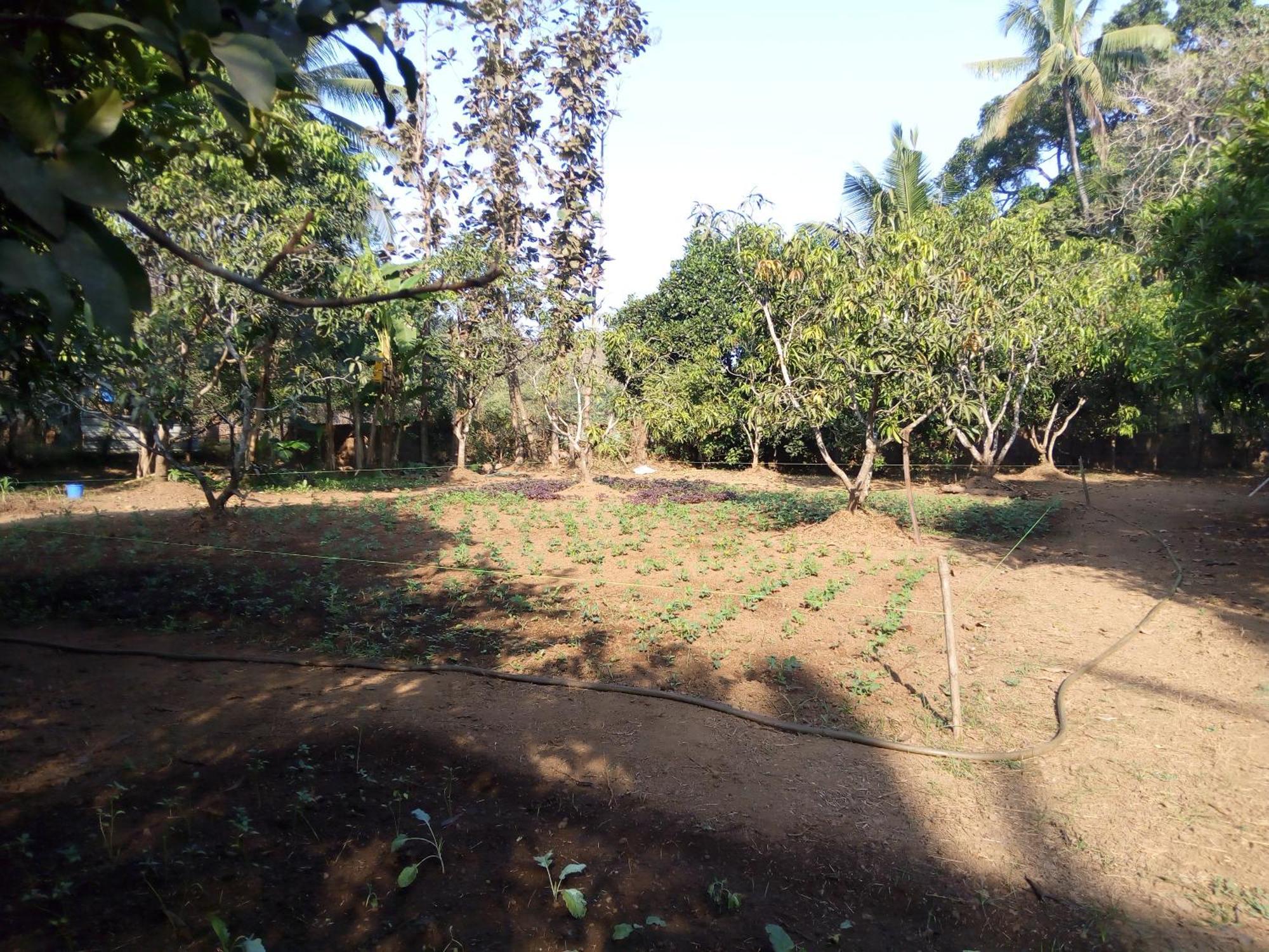 Swastik Ac * Mandrem
